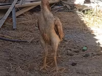 Chickens — foto 1