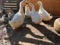 Ducks — الصورة 2