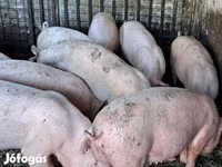 Eber, Schweine — Foto 3