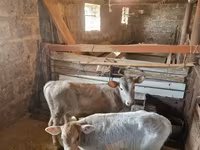 காளை, மாடுகள் — புகைப்படம் 4