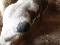 नर सूअर, Пьетрен — फ़ोटो 2