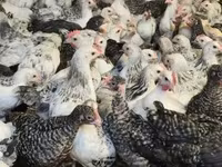 Chickens — รูปภาพ 7