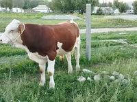 Lembu jantan, Montbéliarde — foto 3