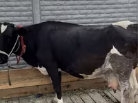 Үнээ, Latvian Blue cattle — 2 зураг