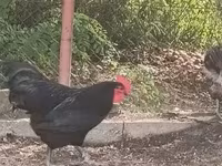Australorp — ảnh 3