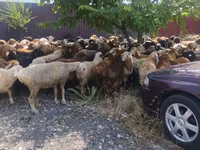 Berbec, Oi — foto 4