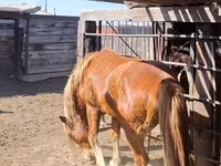 ፈረስ, Horses — ፎቶ 2