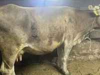 Mucca, Bovini — foto 5