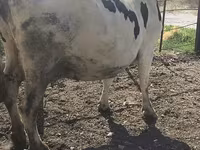 Сиыр, Russian Black pied cattle — 7-сурет