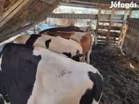 Toro, Raza Holstein — foto 4