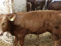 Bulle, Simmental cattle — Foto 3