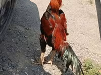 Chickens — foto 7