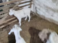 بز نر, Alpine goat — عکس 4