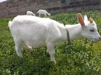 بز نر, Saanen goat — عکس 2