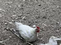 Chickens — ፎቶ 5