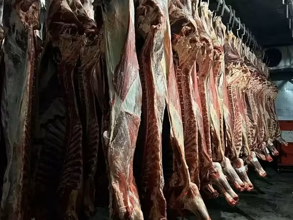 Корову охлажденную 1 кат. в полутушах