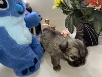 Məhsul: Pekines balaları - Yaş: 60 günlük - Cins: Pekines - Rənglər — fotografija 4