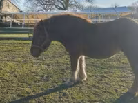 Бие, Hungarian horse breed — 2-сурет