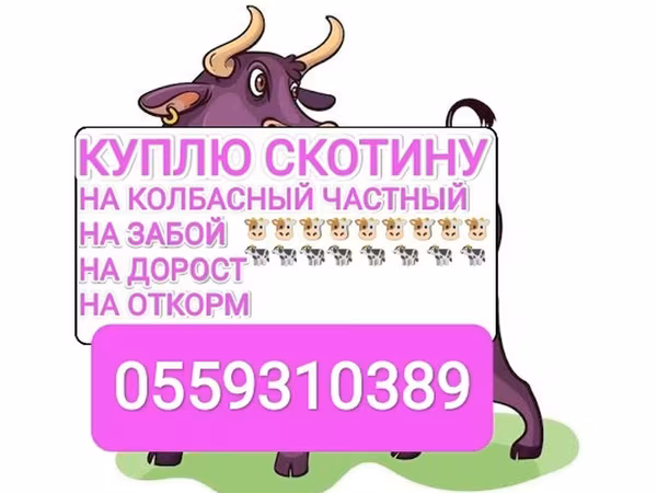 Говеда