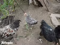 Chickens — عکس 1