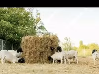 Bélier, Dorper sheep — photo 4