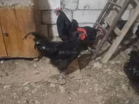 Australorp — sawirka 1