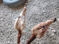 Chickens — foto 3