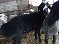 Berbec, Blackheaded Persian sheep — foto 2