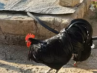 Australorp — foto 1