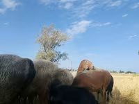 میش, Arashan sheep — عکس 3
