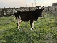 Kuh, Rinder — Foto 1