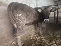 Vacă, Rasa Alatau — foto 2
