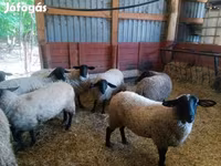 Biri-biri betina, White Suffolk sheep — foto 2