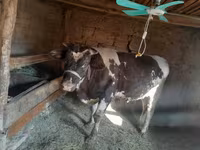 Toro, Russian Black pied cattle — foto 8