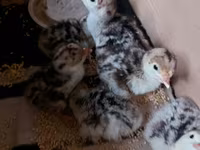 Turkeys — foto 1