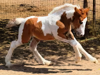 Kuda betina, Gypsy horse — foto 4