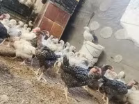 Chickens — รูปภาพ 3