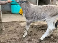 Бух, Swiss cattle — 3 зураг