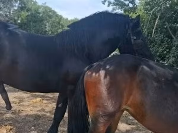 Klisna, Friesian