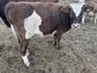 โคเนื้อ (เป็นล็อต, ไม่ระบุเพศ), Simmental cattle — รูปภาพ 6