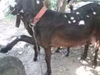 بز ماده, بز — عکس 3