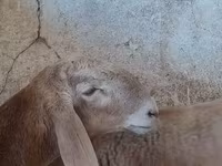 Dume la kondoo, Arashan sheep — picha 5