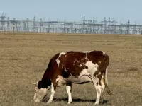 암소, Simmental cattle — 사진 1