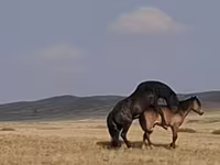 Faras, New Altai Horse — sawirka 4