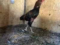 Σάμο chickens — φωτογραφία 2