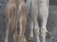 گاو نر, نژاد جرسی — عکس 4