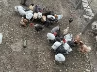 Chickens — photo 1
