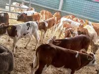 सांड, Simmental cattle — फ़ोटो 4