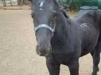 수말, Hungarian horse breed — 사진 3