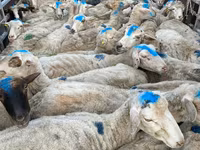 Sheep, Sheep — photo 3